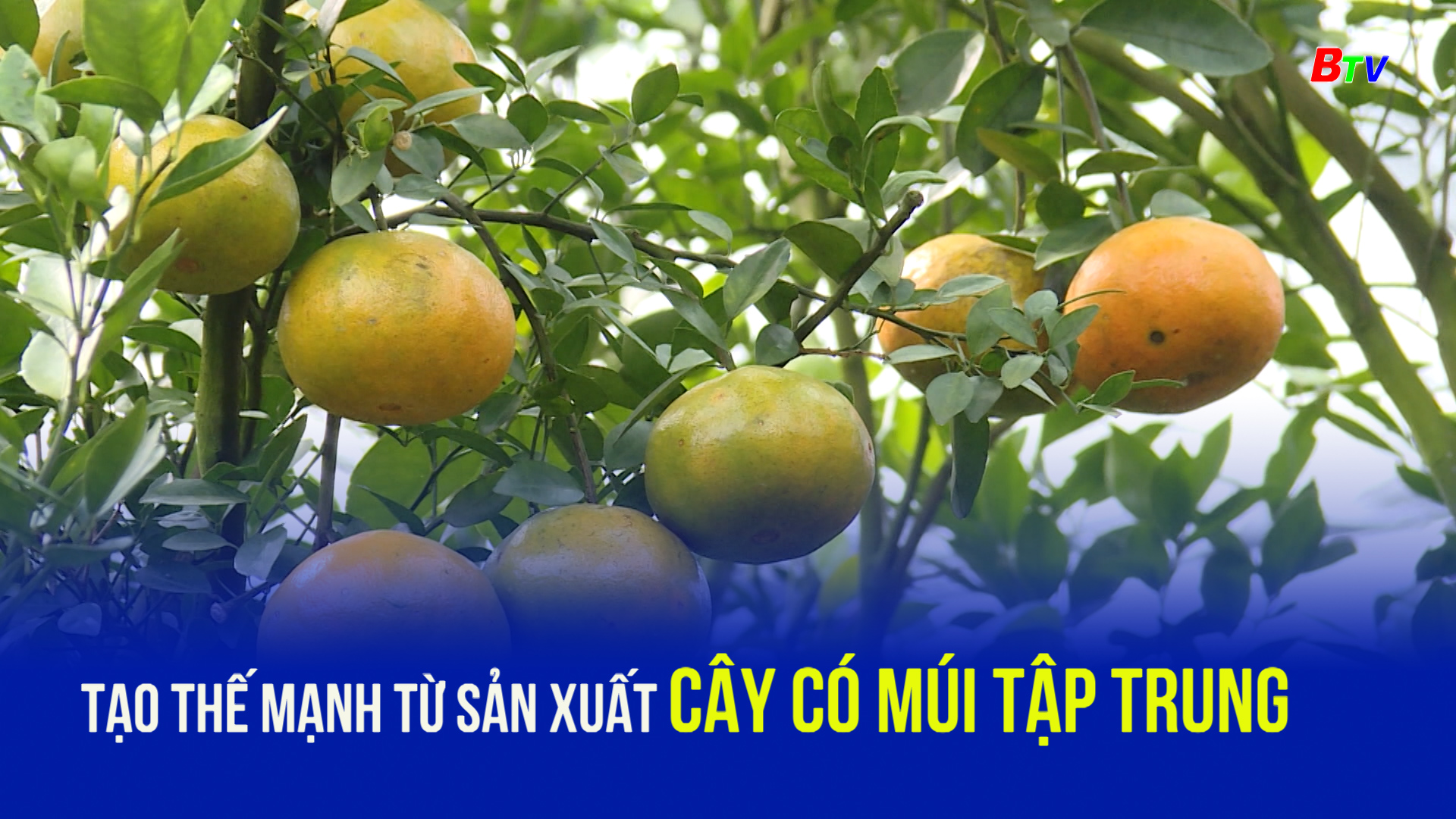 Tạo thế mạnh từ sản xuất cây có múi tập trung