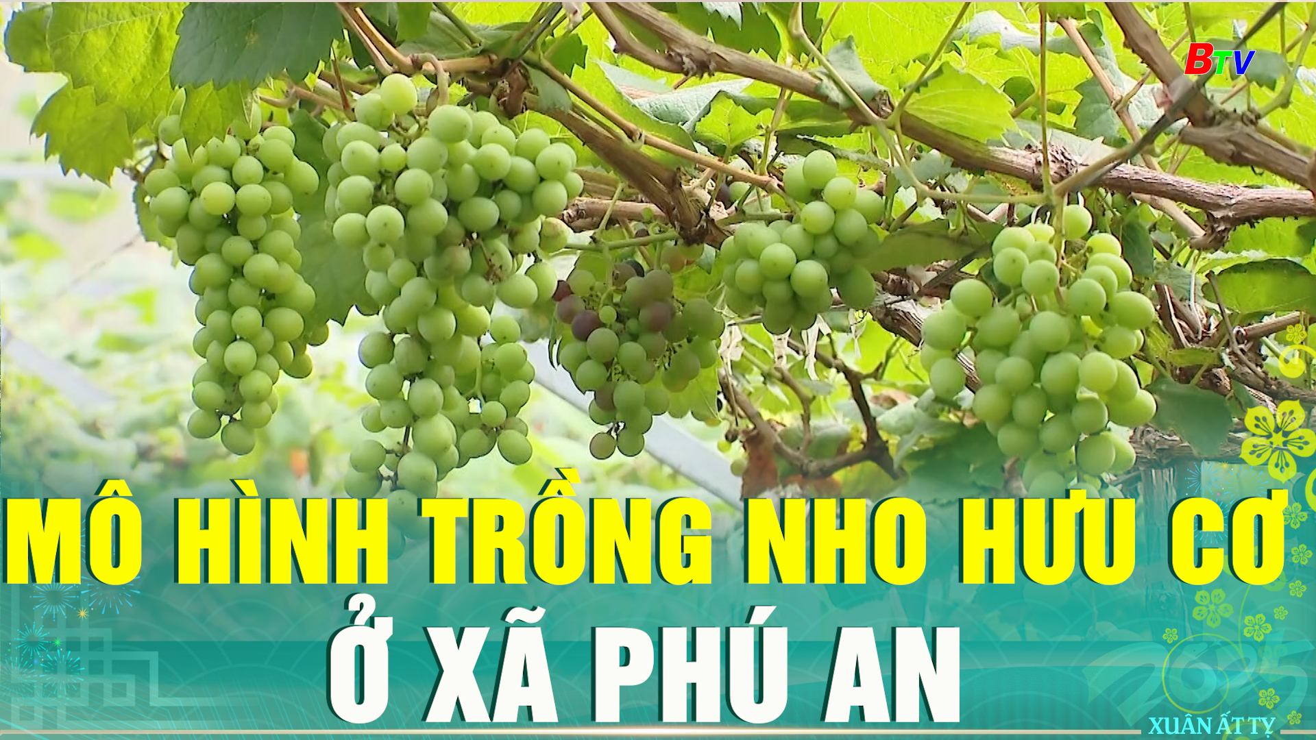 Mô hình trồng nho hữu cơ ở xã Phú An