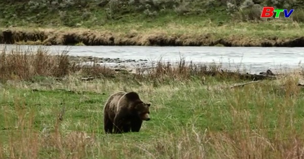 Gấu xám Yellowstone ở Mỹ sẽ bị đưa ra khỏi danh sách bảo vệ liên bang