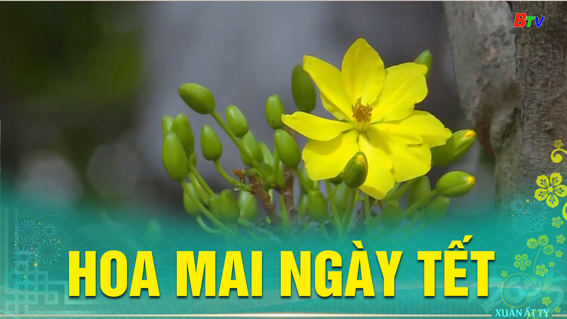 Hoa mai ngày Tết