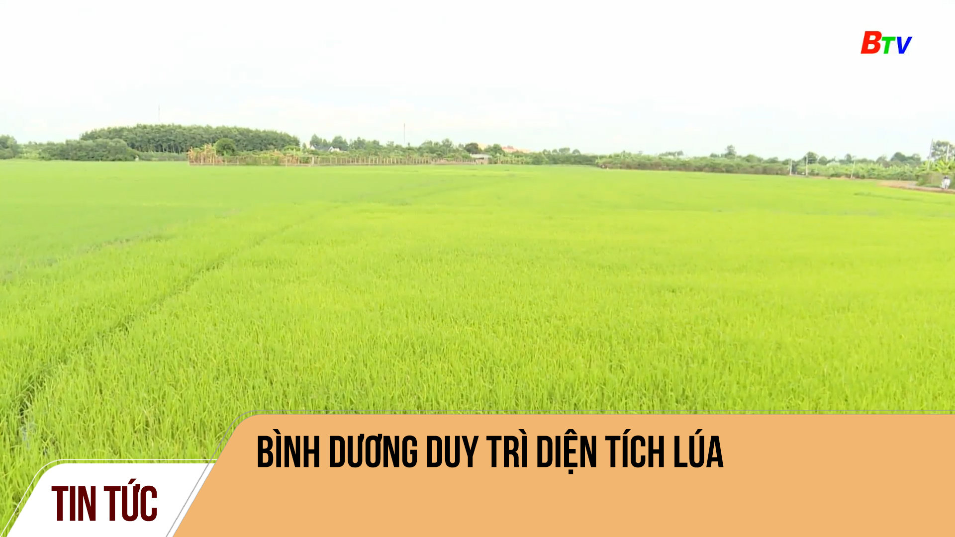 Bình Dương duy trì diện tích lúa