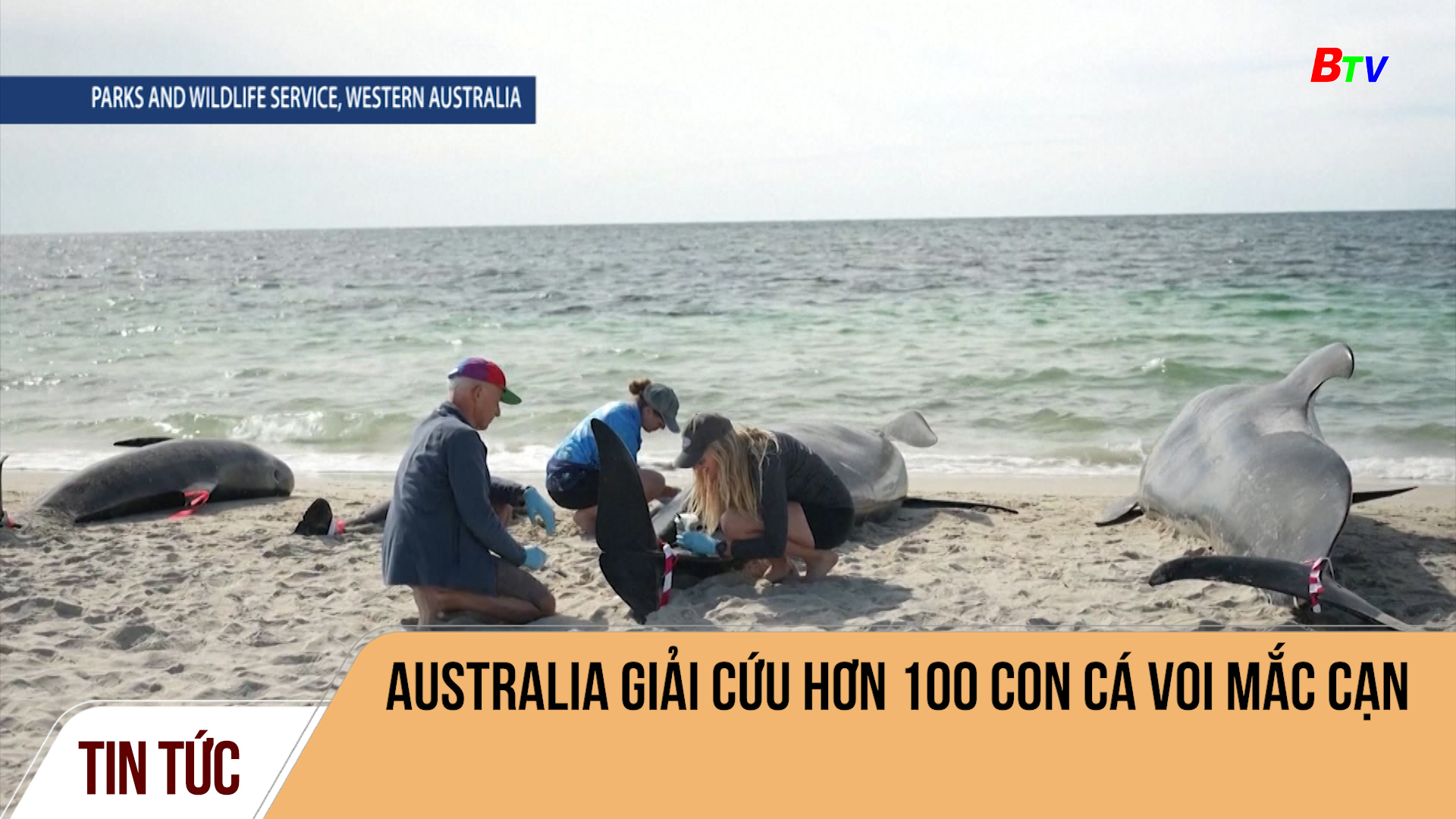 Australia giải cứu hơn 100 con cá voi mắc cạn