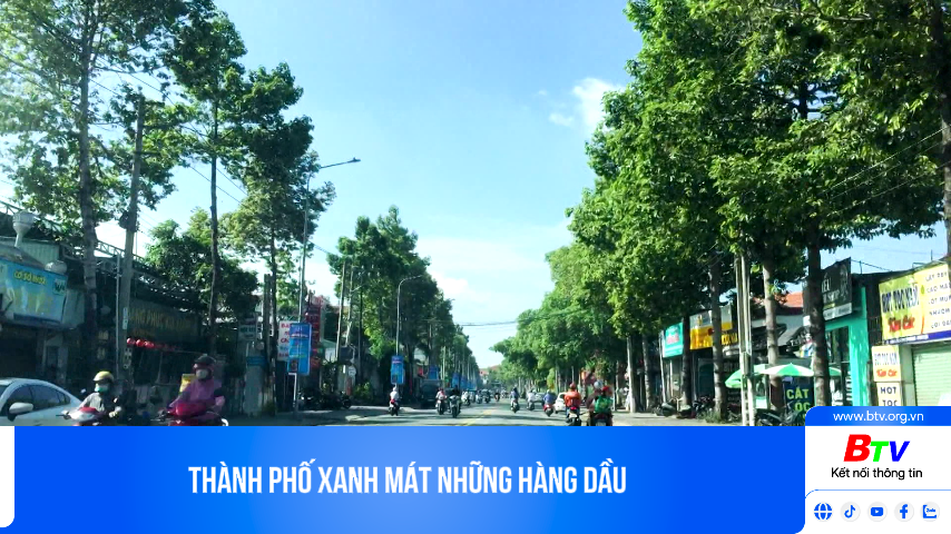 Thành phố xanh mát những hàng dầu