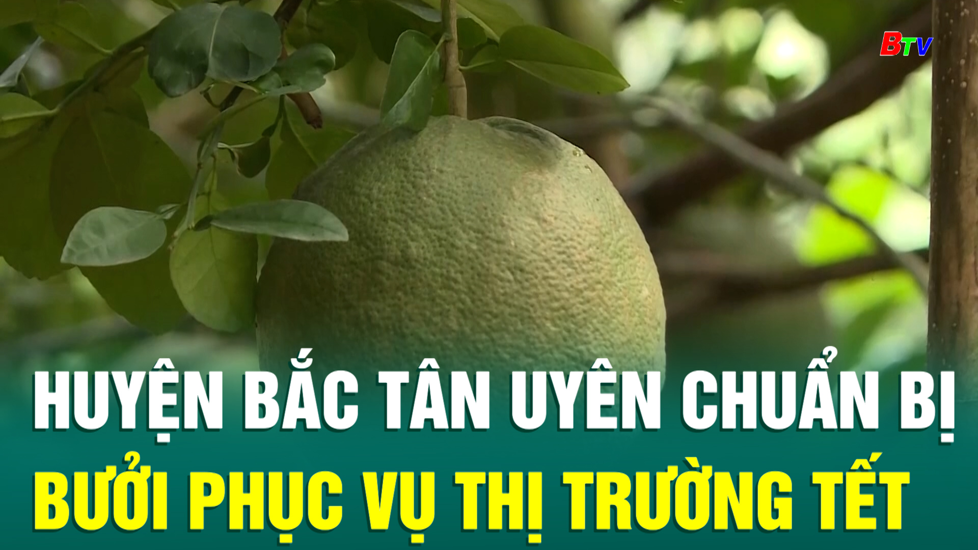 Huyện Bắc Tân Uyên chuẩn bị bưởi phục vụ thị trường tết