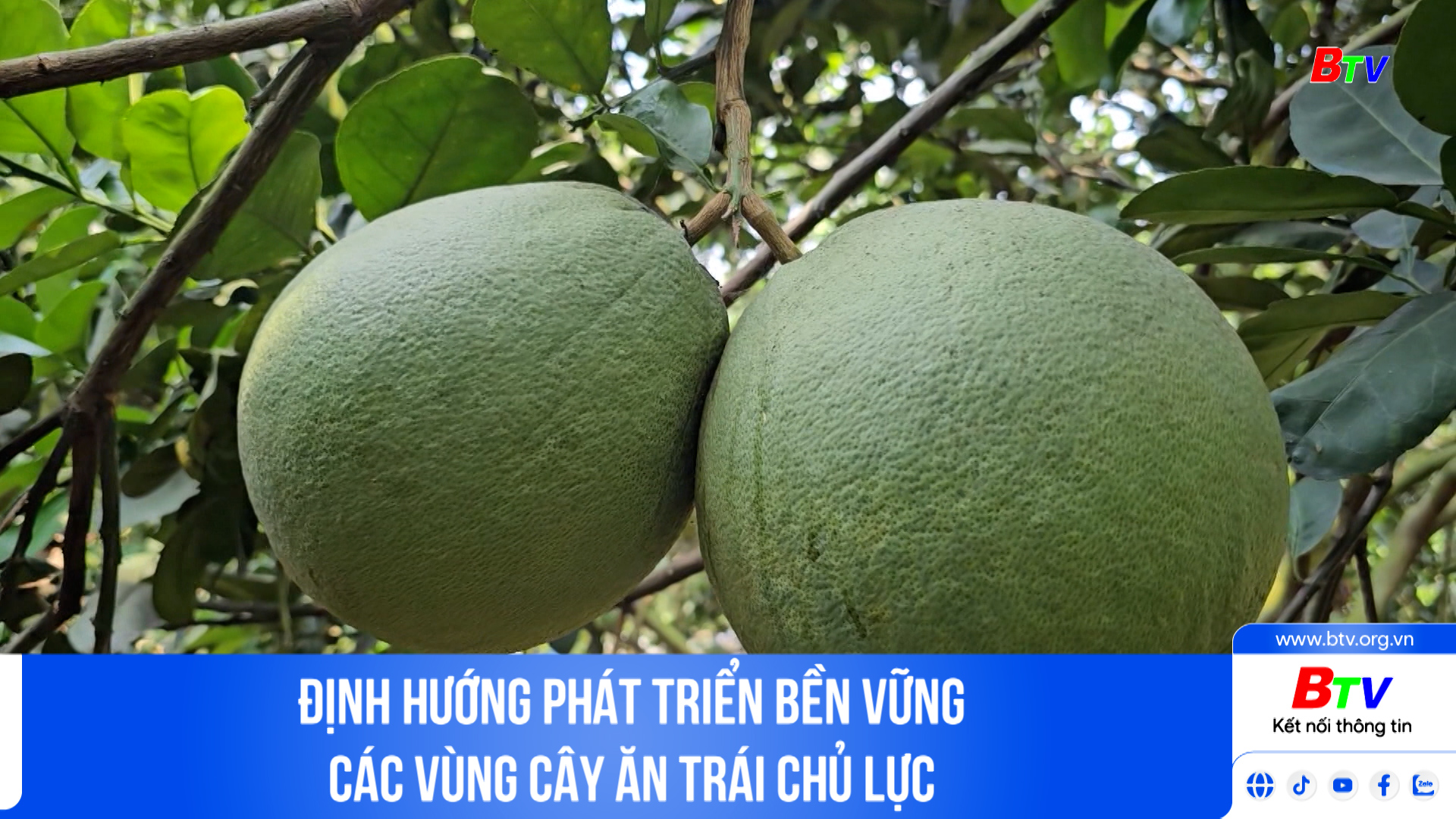 Định hướng phát triển bền vững các vùng cây ăn trái chủ lực