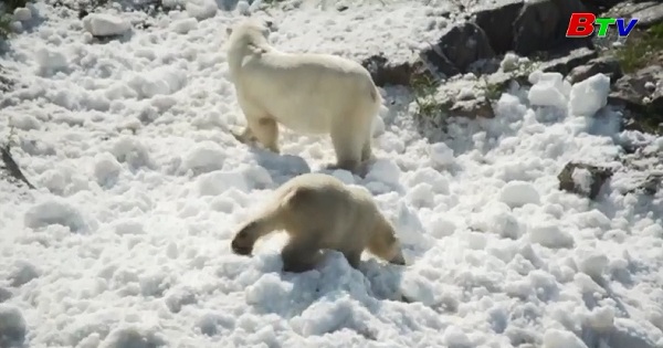 Công viên hoang dã Rauna tạo sân chơi cho gấu Bắc cực