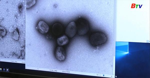 Bỉ giải trình tự gen của virus gây bệnh đậu mùa khỉ