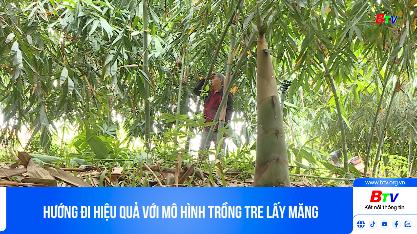 Hướng đi hiệu quả với mô hình trồng tre lấy măng