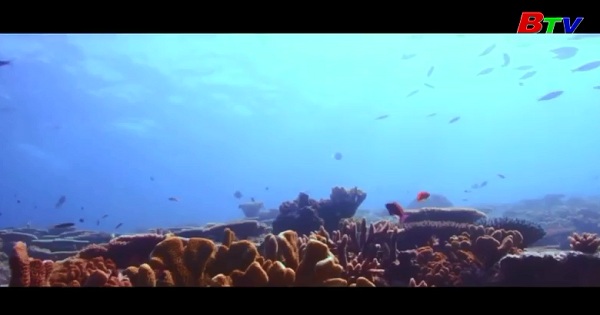 Hy vọng mới giải cứu rạn san hô lớn nhất thế giới