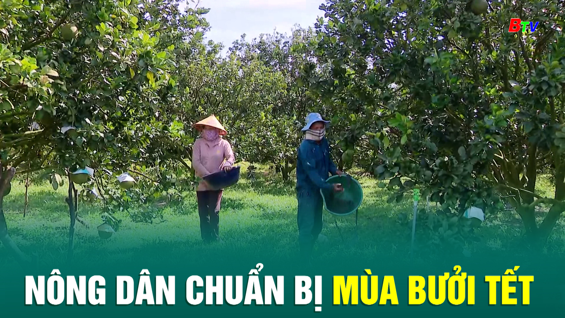 Nông dân chuẩn bị mùa bưởi Tết