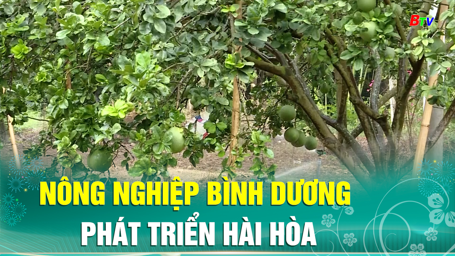 Nông nghiệp Bình Dương phát triển hài hòa