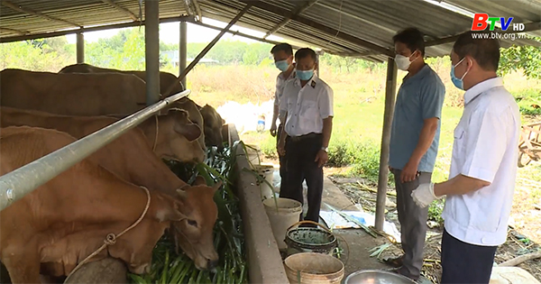 Người chăn nuôi cần chủ động phòng bệnh viêm da nổi cục cho đàn trâu, bò
