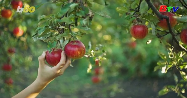 Phát hiện thú vị về lợi ích của táo đối với sức khỏe