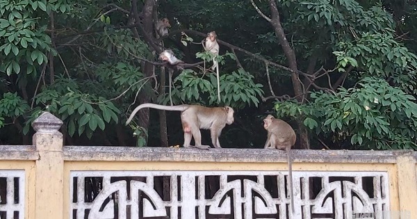 Sắp di dời đàn khỉ tại Tòa thánh Cao đài Tây Ninh