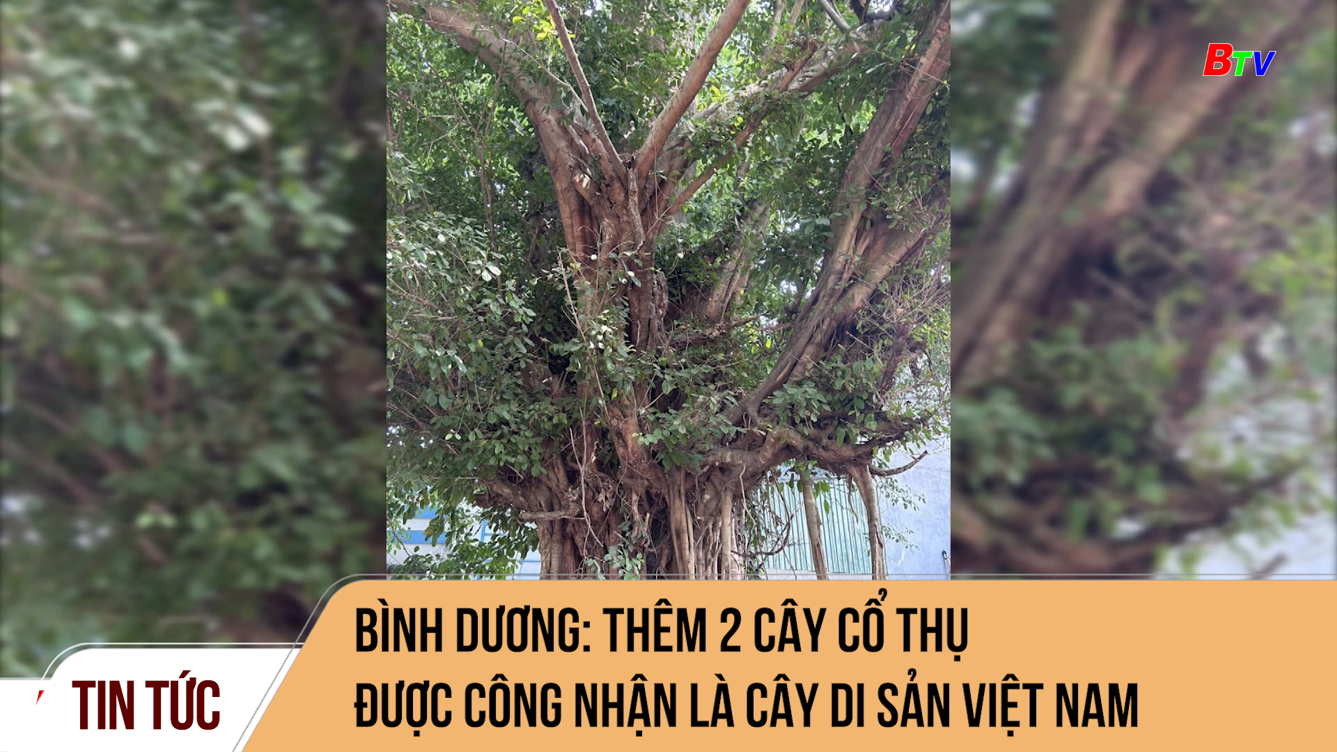 Bình dương: Thêm 2 cây cổ thụ được công nhận là cây di sản Việt Nam