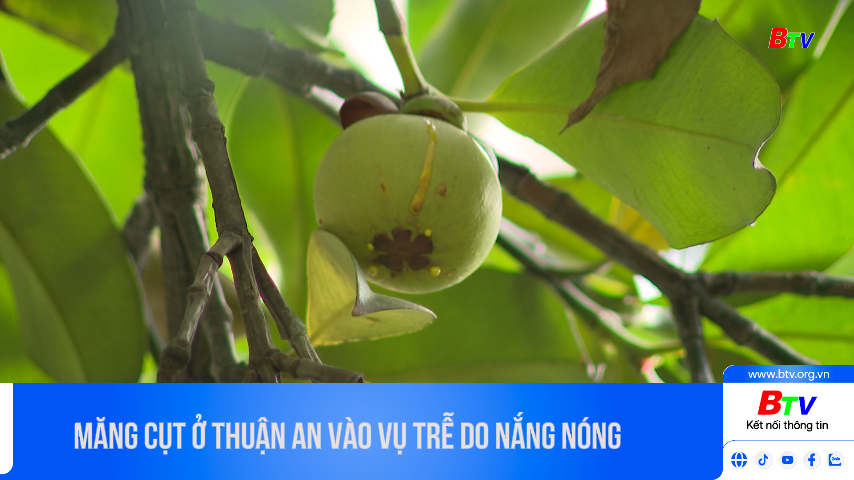 Măng cụt ở Thuận An vào vụ trễ do nắng nóng