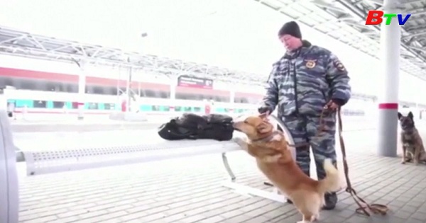 Chó cảnh sát xứ Wales Corgi duy nhất của Nga nghỉ hưu  ở tuổi thứ 9