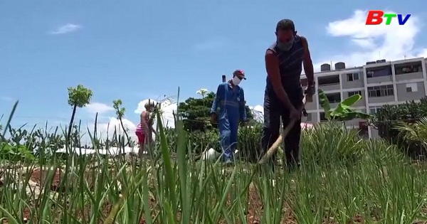Đối mặt với khủng hoảng, Cuba kêu gọi công dân trồng thêm lương thực