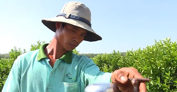 Tăng cường quản lý dịch bệnh trên cây trồng