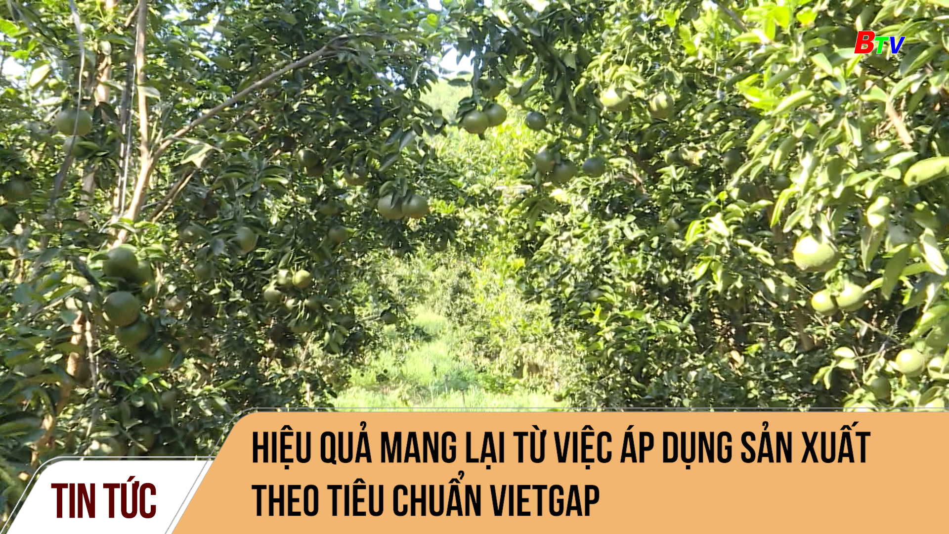 Hiệu quả mang lại từ việc áp dụng sản xuất theo tiêu chuẩn VietGAP