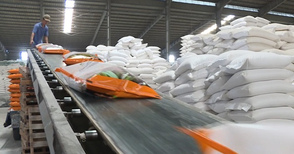 Giá gạo xuất khẩu tăng kỷ lục, vừa mừng vừa lo