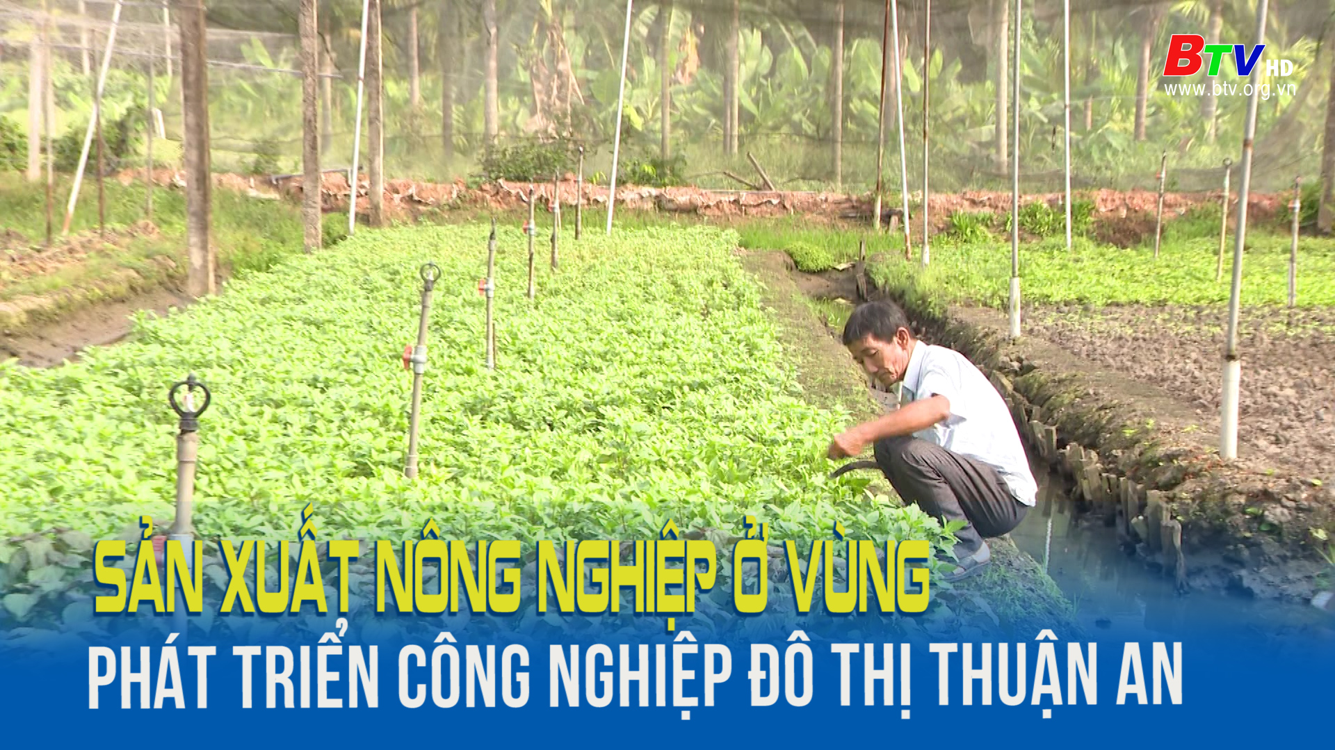 Sản xuất nông nghiệp ở vùng phát triển công nghiệp đô thị Thuận An