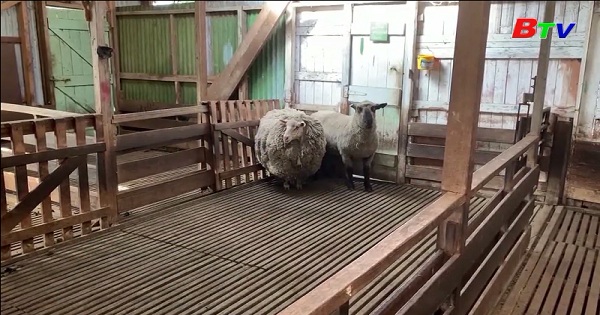 Câu chuyện về chú cừu giúp quyên góp hơn 7000 USD  từ thiện ở Australia