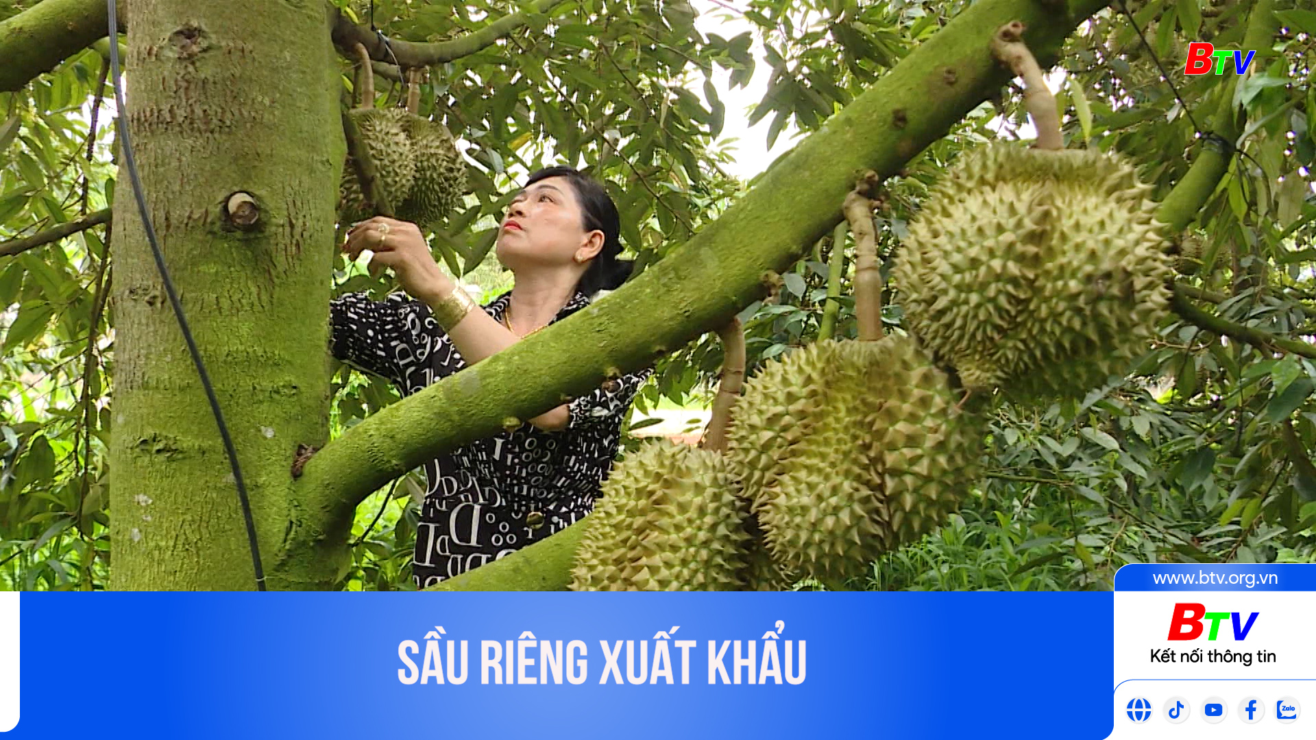 Sầu riêng xuất khẩu