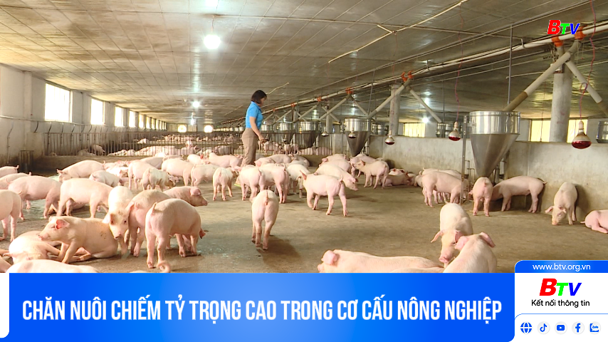 Chăn nuôi chiếm tỷ trọng cao trong cơ cấu nông nghiệp