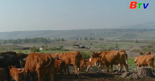 Israel - Chăn thả gia súc bằng thiết bị bay không người lái
