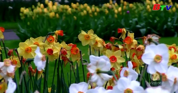 Đến Hà Lan chiêm ngưỡng những sắc hoa Tu-lip