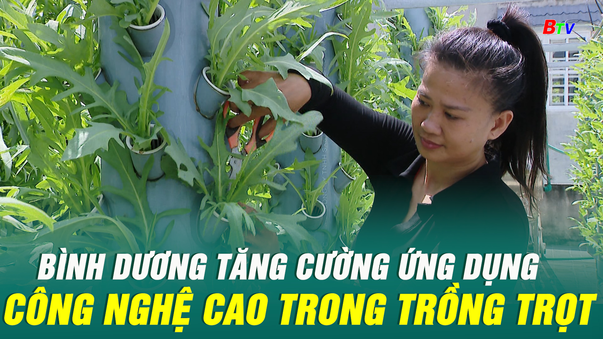 Bình Dương tăng cường ứng dụng công nghệ cao trong trổng trọt