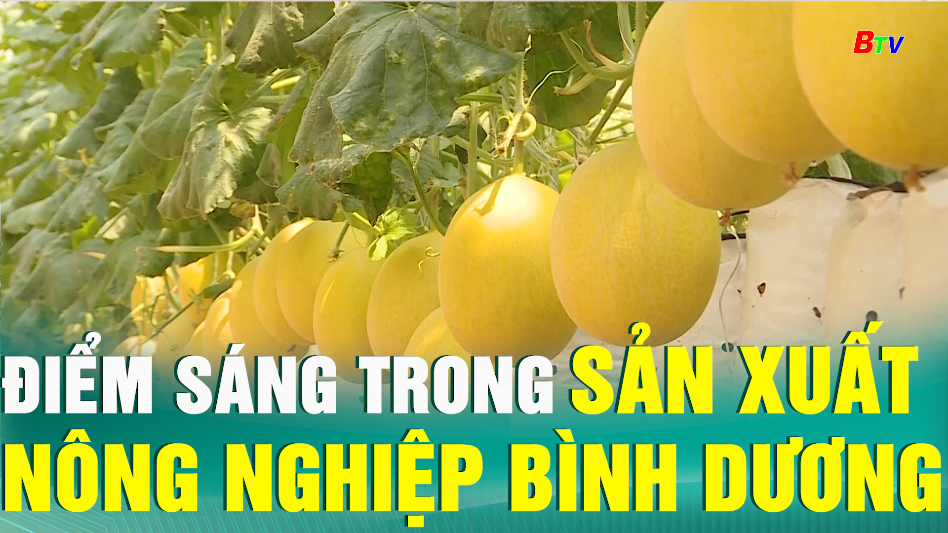 Điểm sáng trong sản xuất nông nghiệp Bình Dương