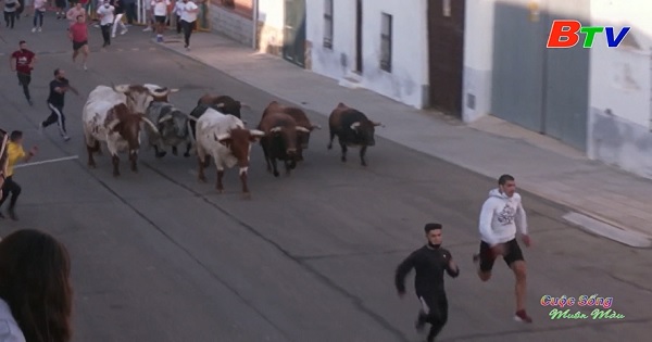 Lễ hội chạy với bò ở làng Villaseca De La Sagra 