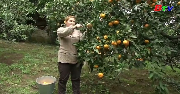Vụ mùa quýt vàng bội thu của nông dân Nga