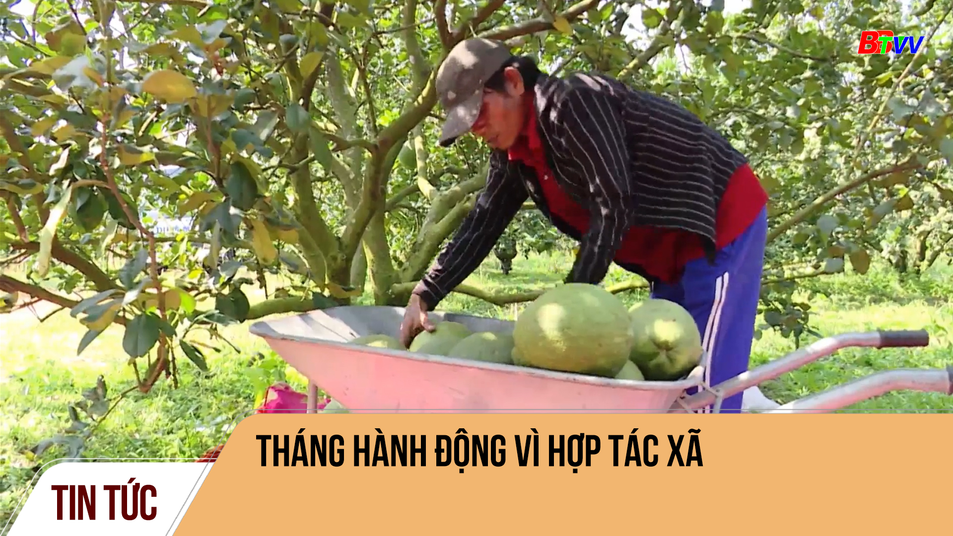 Tháng hành động vì Hợp tác xã