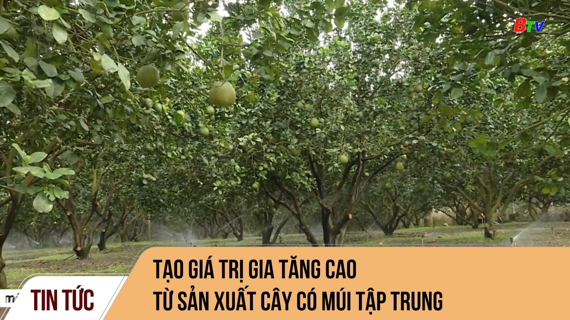 Tạo giá trị gia tăng cao từ sản xuất cây có múi tập trung