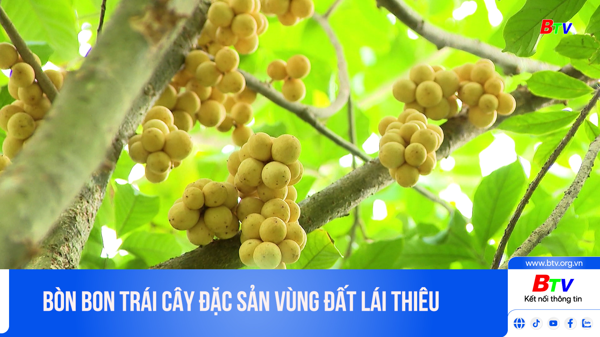 Bòn bon trái cây đặc sản vùng đất Lái Thiêu