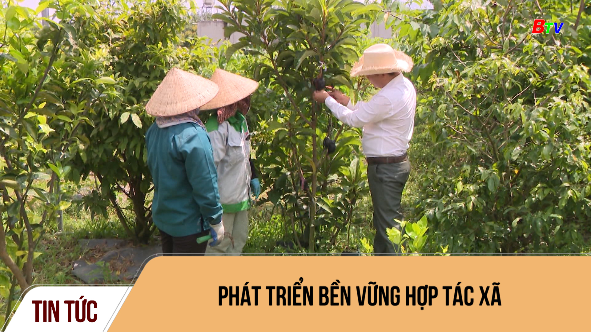 Phát triển bền vững hợp tác xã