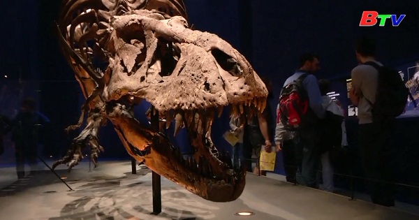 Trưng bày xương khủng long T-Rex tại bảo tàng Paris