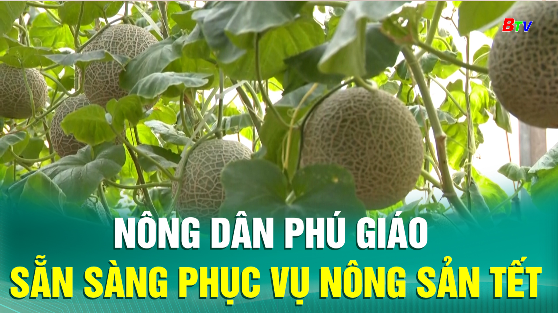 Nông dân Phú Giáo sẵn sàng phục vụ nông sản Tết