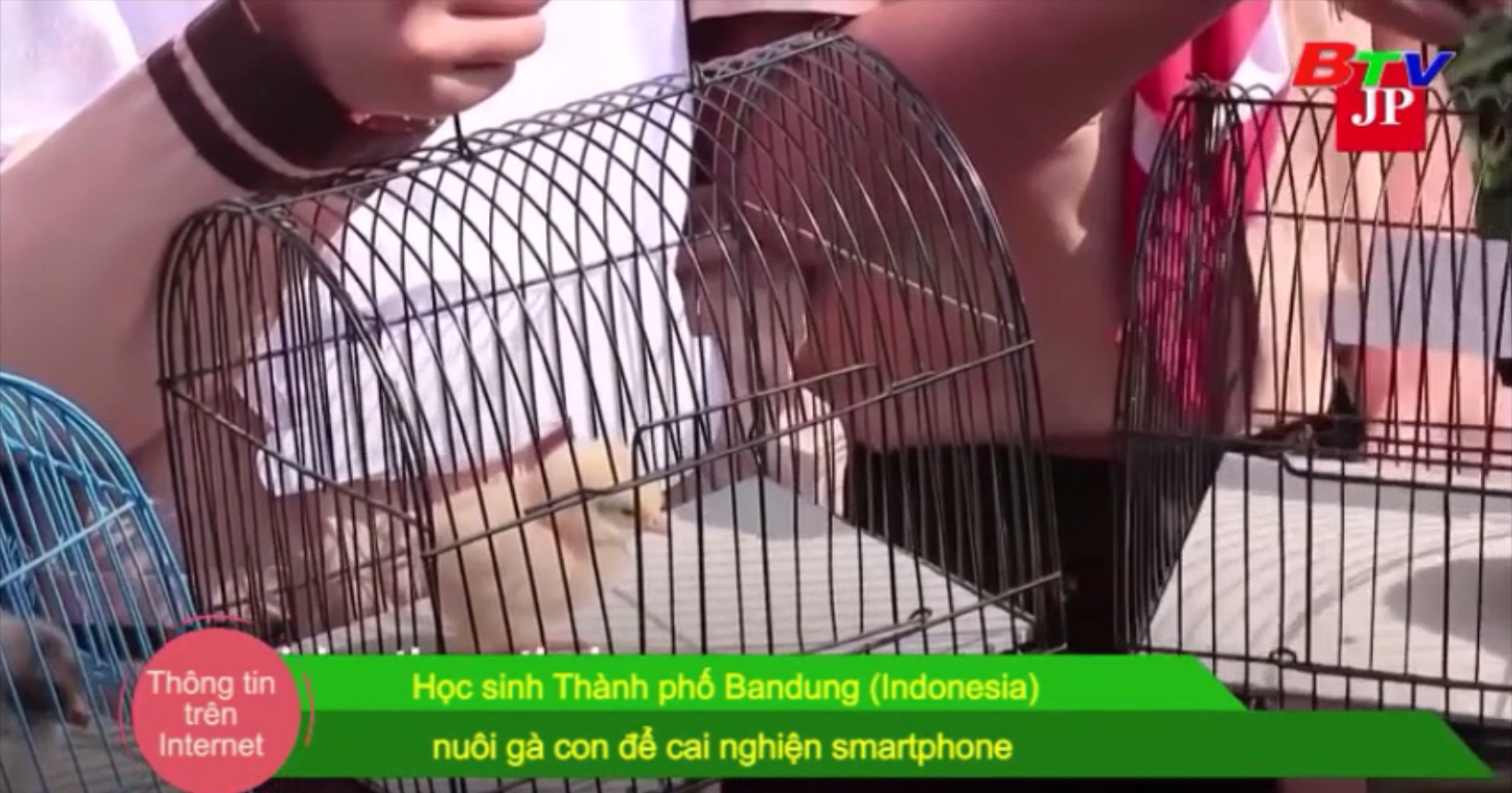 Học sinh thành phố Bandung (Indonesia) nuôi gà con để cai nghiện smartphone