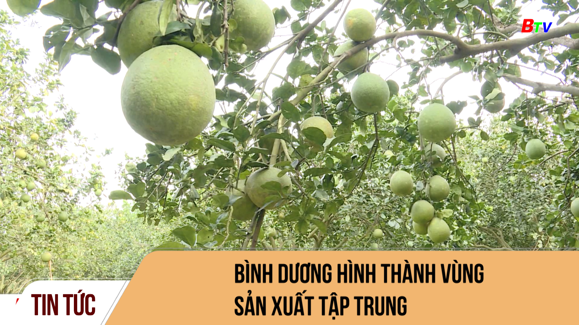 Bình Dương hình thành vùng sản xuất tập trung