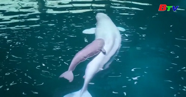 Cá heo Beluga  sinh con ở thủy cung Chicago