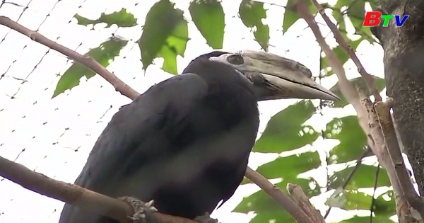 Chào đón chim Tê Điểu Palawan quý hiếm