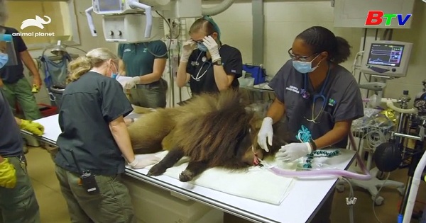 Phẫu thuật đặt máy cho nhịp tim cho khỉ đầu chó ở sở thú Bronx