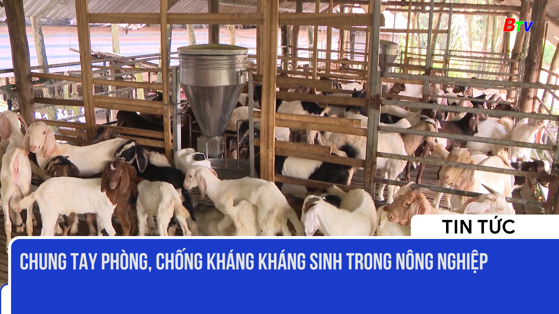 Chung tay phòng, chống kháng kháng sinh trong nông nghiệp