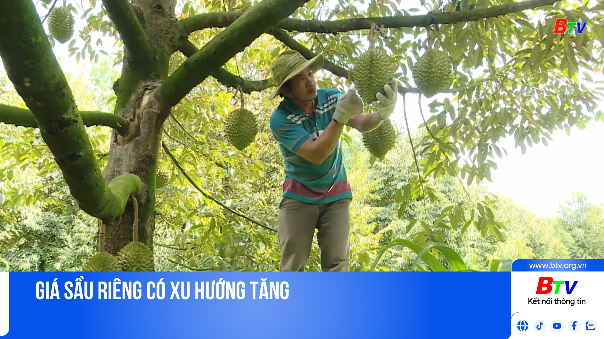 Giá sầu riêng có xu hướng tăng