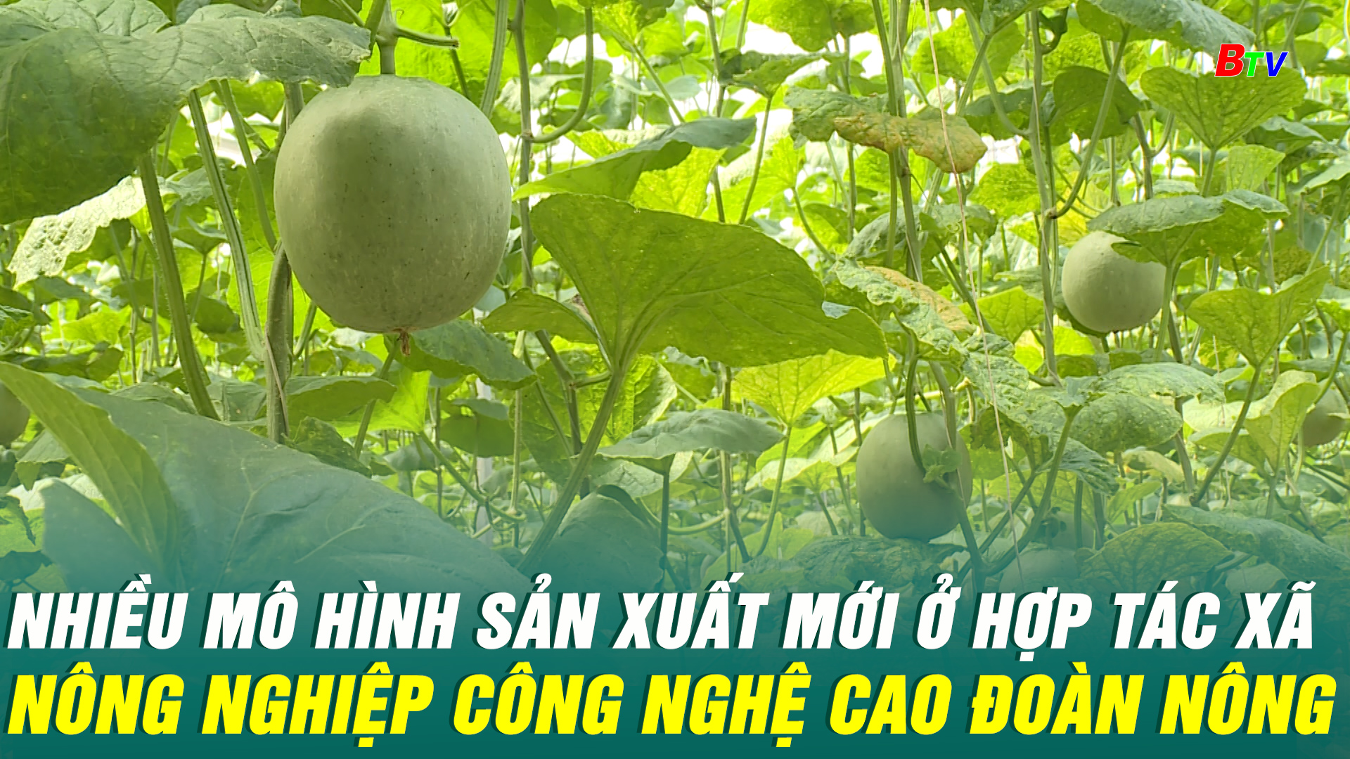 Nhiều mô hình sản xuất mới ớ Hợp tác xã nông nghiệp công nghệ cao Đoàn Nông