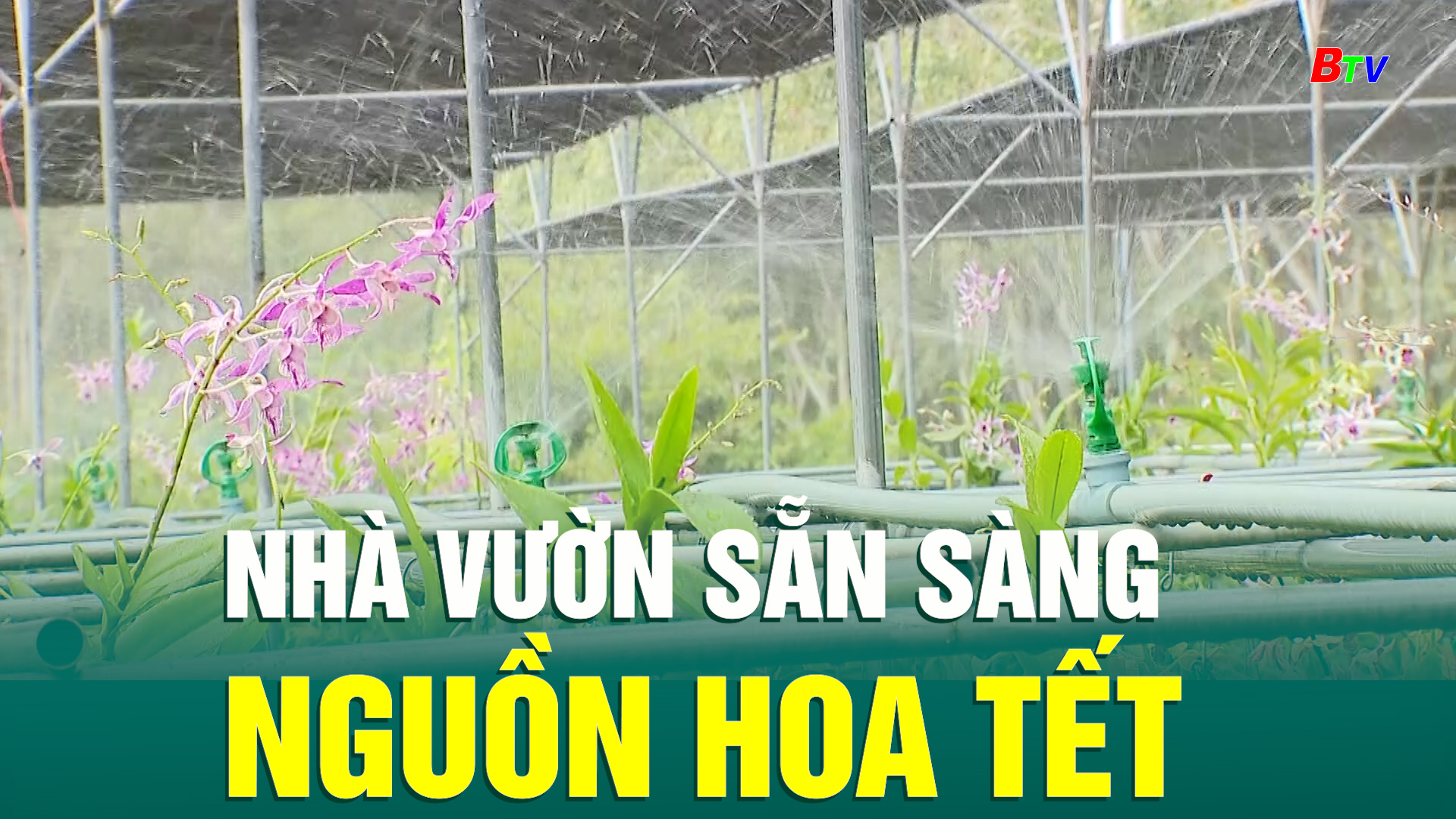 Nhà vườn sẳn sàng nguồn hoa Tết